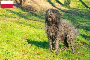 Read more about the article Bergamasco Ciobănesc Crescător de câini și căței în Polonia
