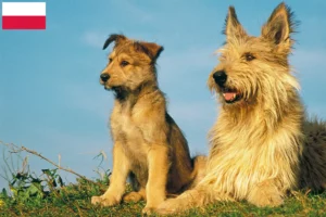 Read more about the article Berger de Picardie crescători și căței în Polonia