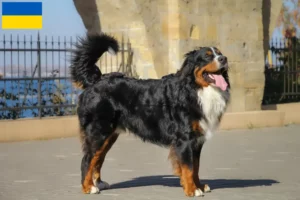 Read more about the article Bernese Mountain Dog Breeder și căței în Ucraina