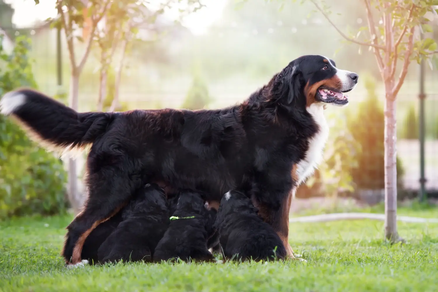 Cumpărarea unui cățel Bernese Mountain Dog înseamnă asumarea responsabilității! Cumpărați căței Bernese Mountain Dog.