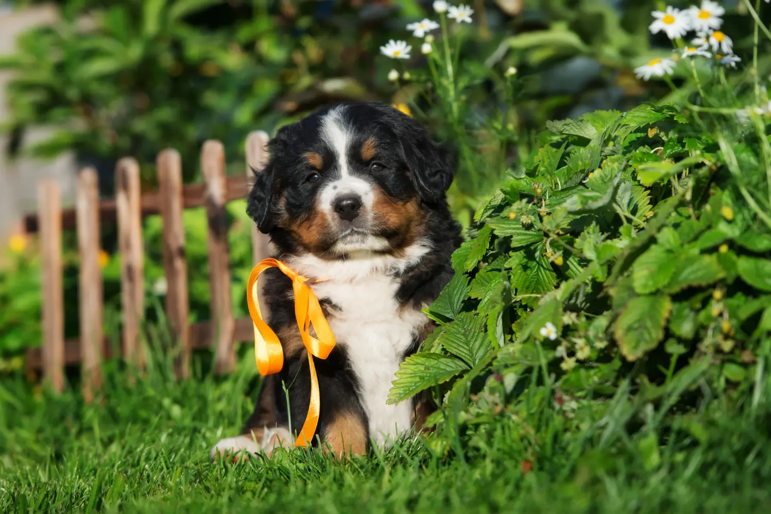Cumpărarea unui cățel Bernese Mountain Dog înseamnă asumarea responsabilității! Cumpărați căței Bernese Mountain Dog.