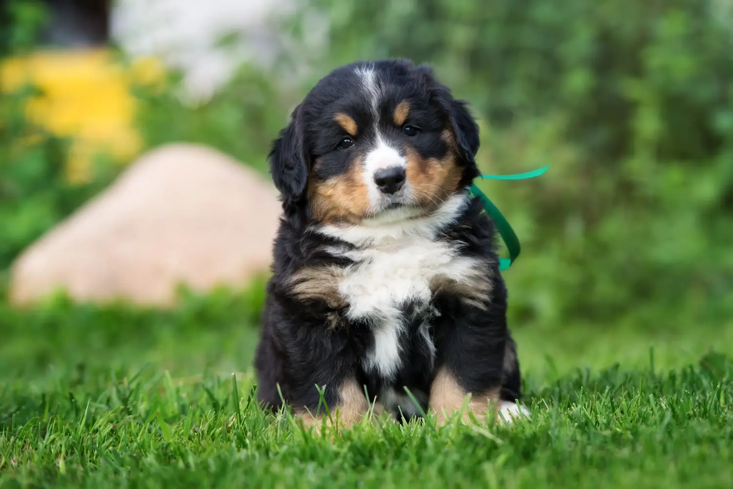 Cumpărarea unui cățel Bernese Mountain Dog înseamnă asumarea responsabilității! Cumpărați căței Bernese Mountain Dog.