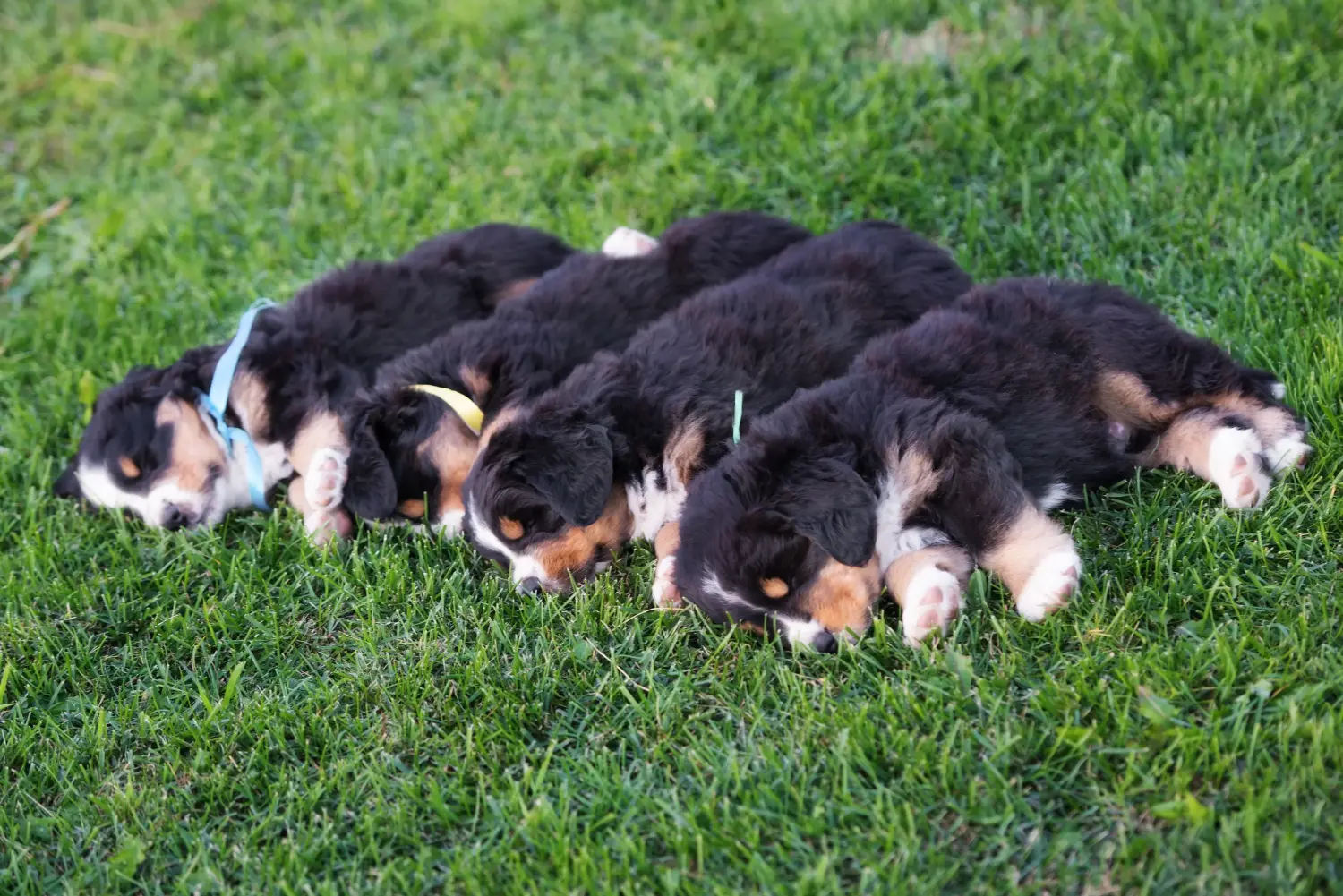 Cumpărarea unui cățel Bernese Mountain Dog înseamnă asumarea responsabilității! Cumpărați căței Bernese Mountain Dog.
