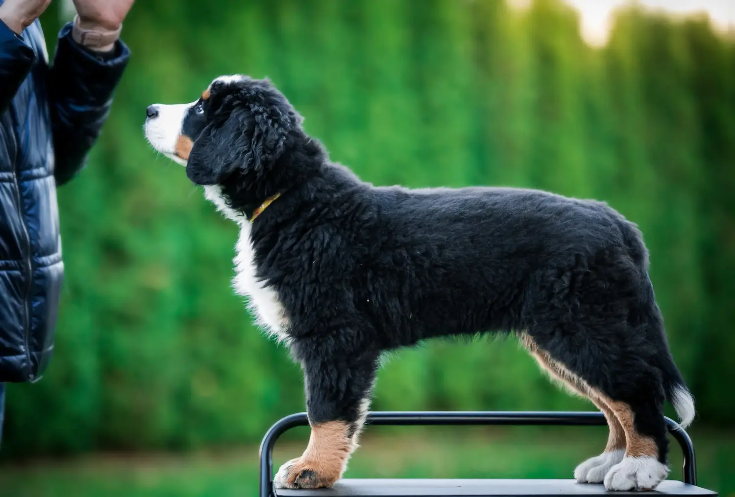 Cumpărarea unui cățel Bernese Mountain Dog înseamnă asumarea responsabilității! Cumpărați căței Bernese Mountain Dog.