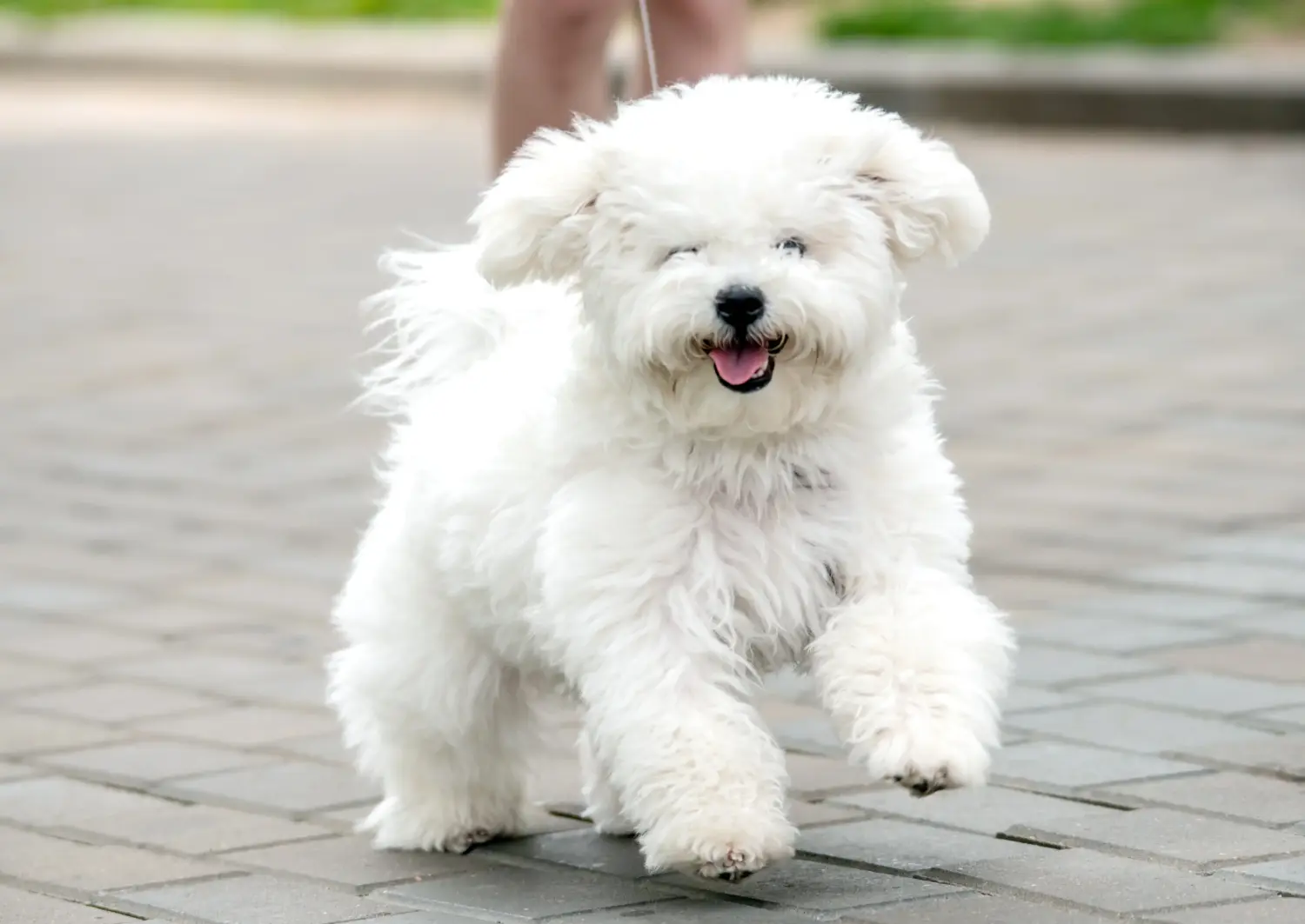Cumpărarea unui cățel Bichon Frisé înseamnă asumarea responsabilității! Cumpărați cățeluși Bichon Frisé.