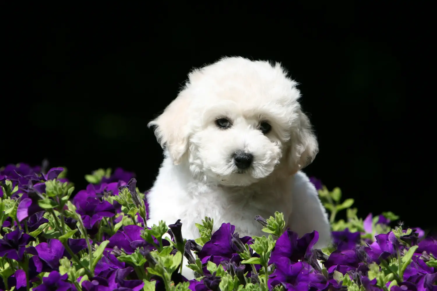 Cumpărarea unui cățel Bichon Frisé înseamnă asumarea responsabilității! Cumpărați cățeluși Bichon Frisé.