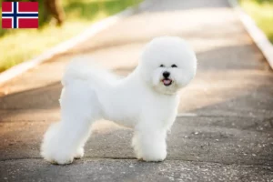 Read more about the article Bichon Frisé crescători și căței în Norvegia