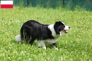 Read more about the article Crescători de Border Collie și căței în Polonia