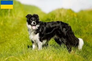 Read more about the article Border Collie crescători și căței în Ucraina