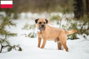 Read more about the article Crescători de Border Terrier și căței în Polonia