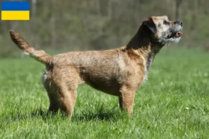 Read more about the article Border Terrier crescători și căței în Ucraina