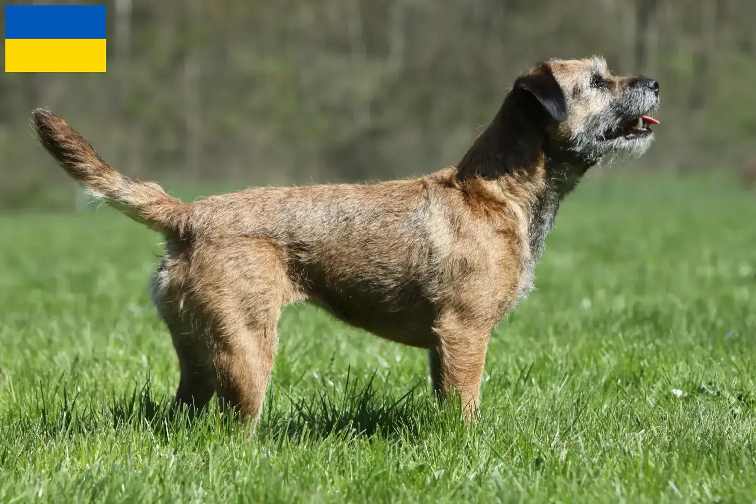 Read more about the article Border Terrier crescători și căței în Ucraina