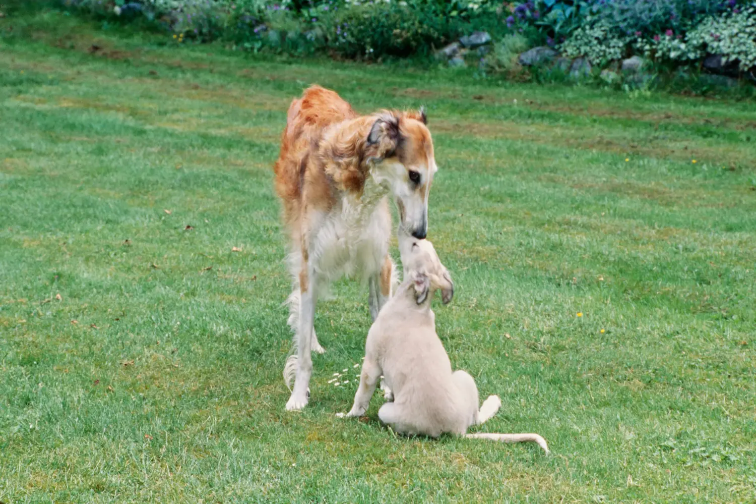 Cumpărarea unui cățel borzoi înseamnă asumarea responsabilității! Cumpărați cățeluși Borzoi.