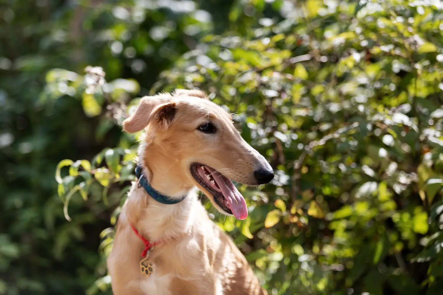 Cumpărarea unui cățel borzoi înseamnă asumarea responsabilității! Cumpărați cățeluși Borzoi.