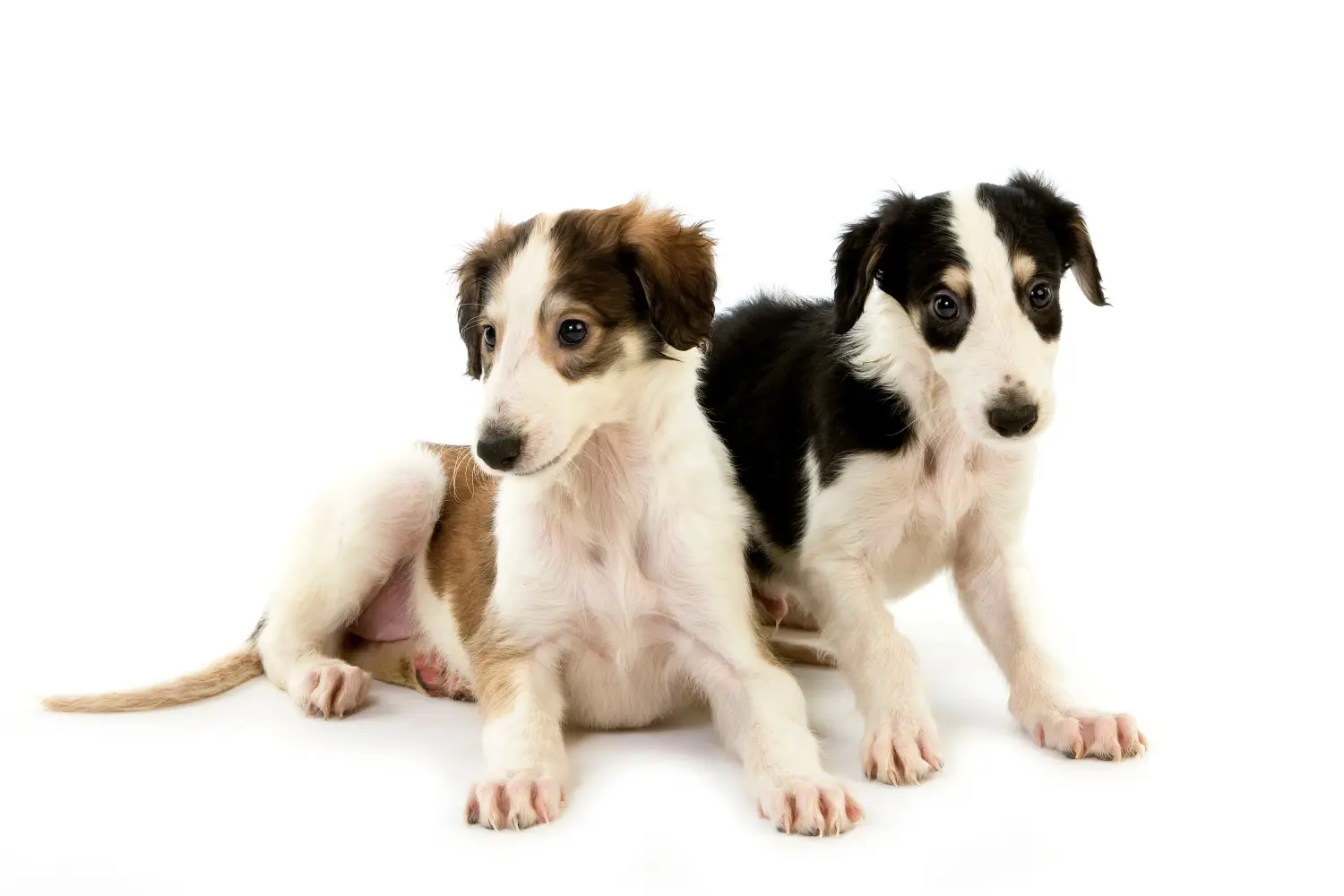 Cumpărarea unui cățel borzoi înseamnă asumarea responsabilității! Cumpărați cățeluși Borzoi.
