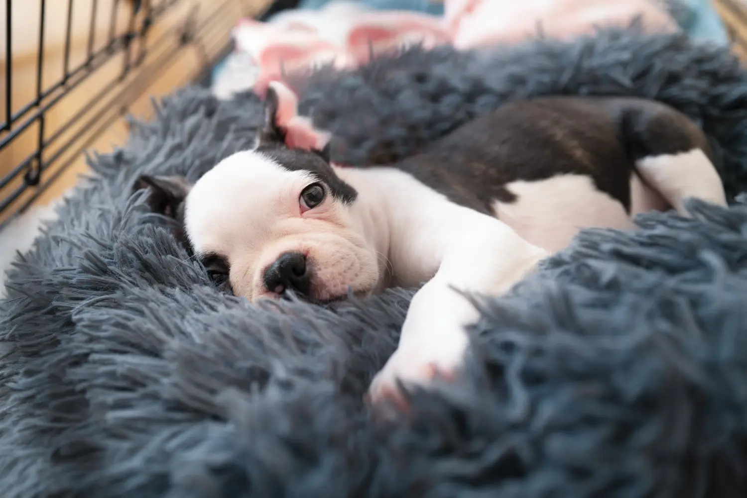 Cumpărarea unui cățel Boston Terrier înseamnă asumarea responsabilității! Cumpărați cățeluși Boston Terrier.