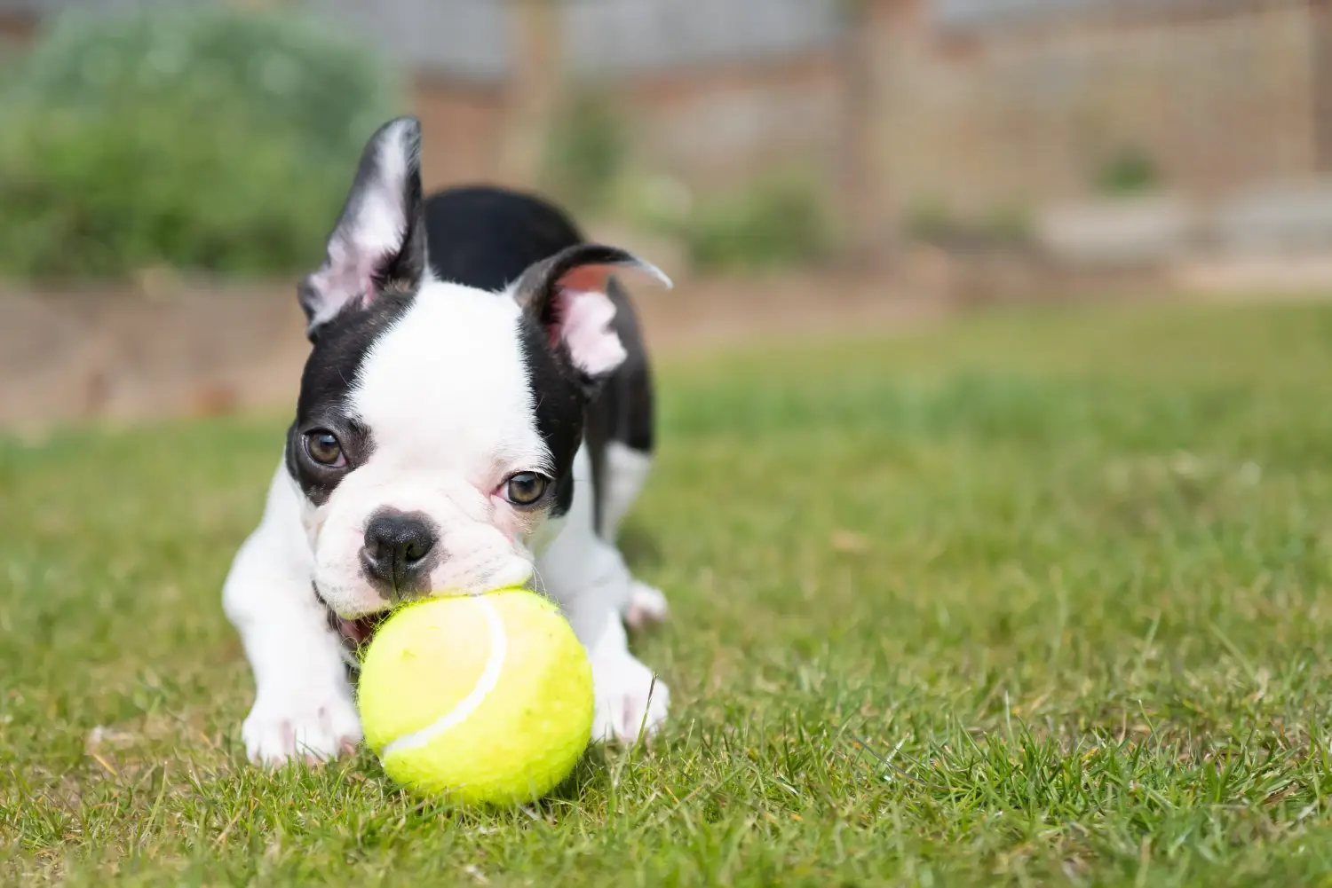 Cumpărarea unui cățel Boston Terrier înseamnă asumarea responsabilității! Cumpărați cățeluși Boston Terrier.