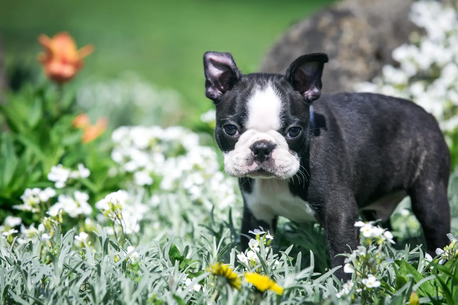 Cumpărarea unui cățel Boston Terrier înseamnă asumarea responsabilității! Cumpărați cățeluși Boston Terrier.