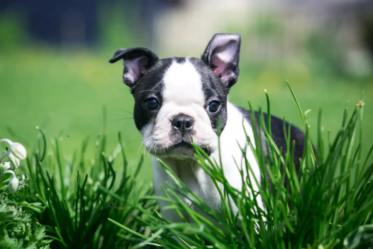 Cumpărarea unui cățel Boston Terrier înseamnă asumarea responsabilității! Cumpărați cățeluși Boston Terrier.