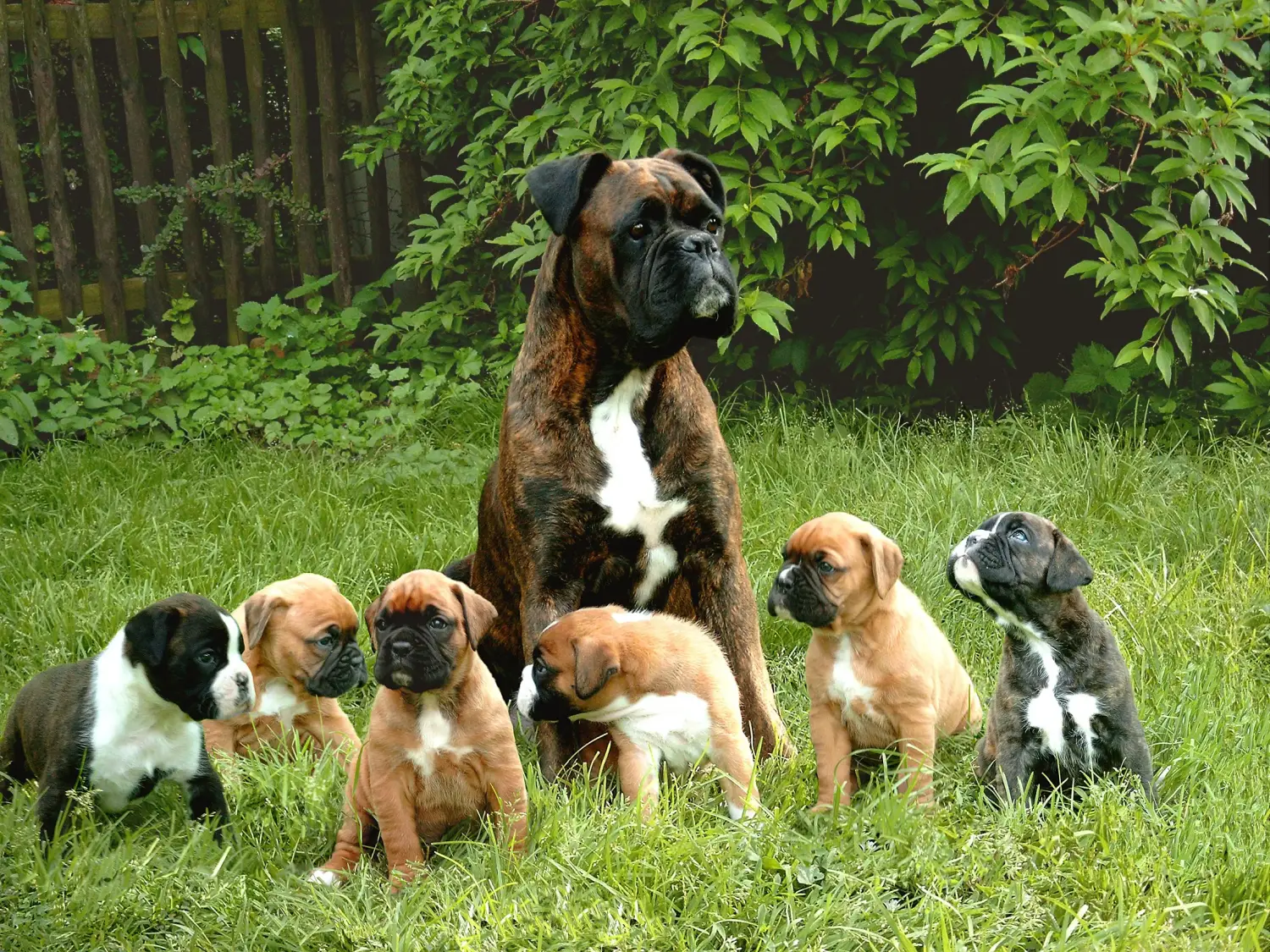 Cumpărarea unui cățel Boxer înseamnă asumarea responsabilității! Cumpărați cățeluși Boxer.