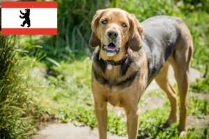 Read more about the article Crescători de Bracke polonez și căței în Berlin