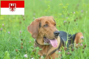 Read more about the article Crescători de Bracke polonez și căței în Brandenburg