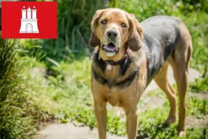 Read more about the article Bracke polonez crescători și căței în Hamburg