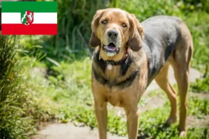 Read more about the article Polish Bracke crescători și căței în Renania de Nord-Westfalia