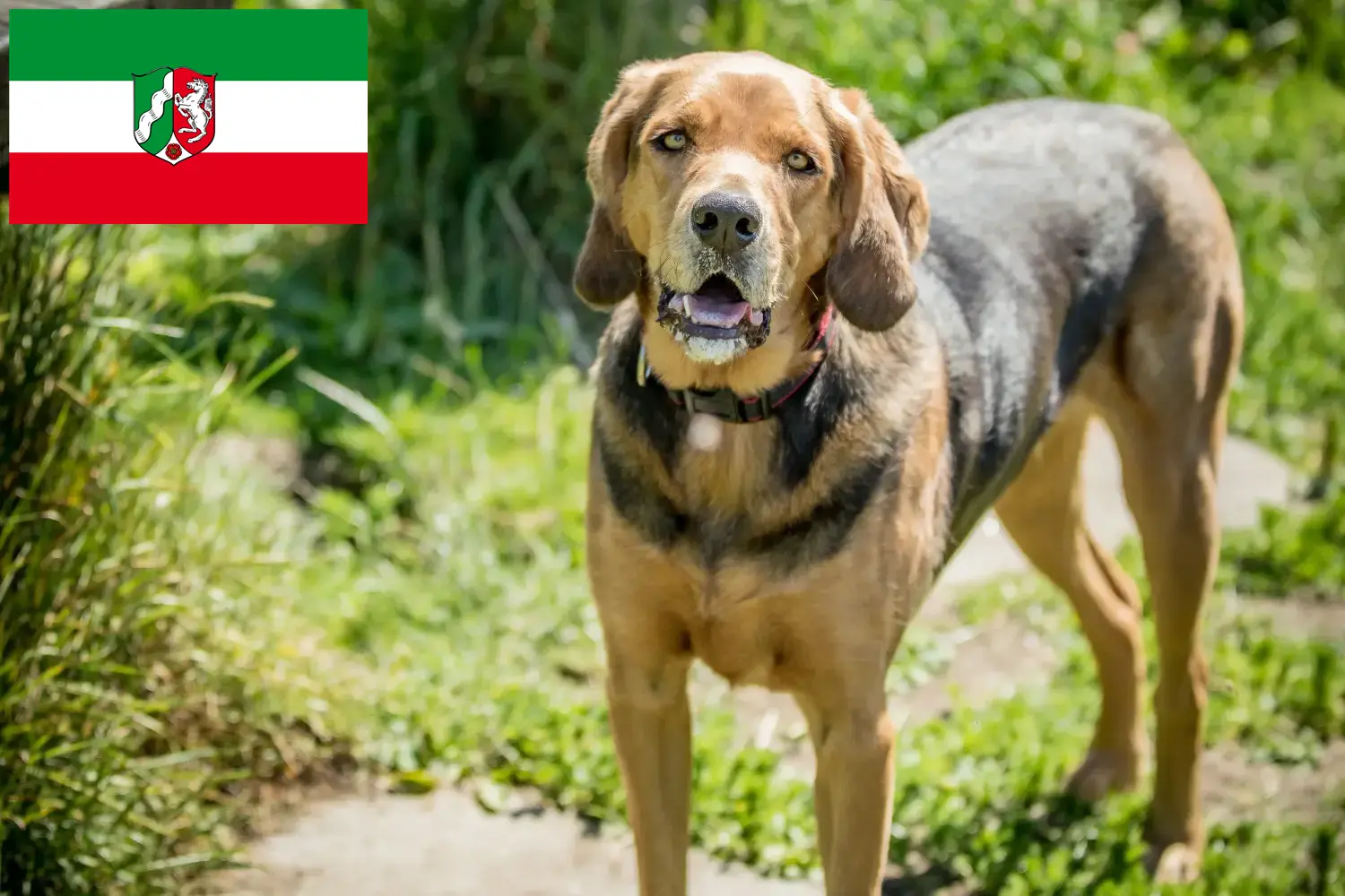Read more about the article Polish Bracke crescători și căței în Renania de Nord-Westfalia