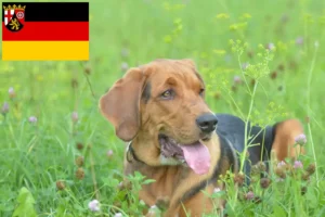 Read more about the article Crescători de Bracke polonez și căței în Renania-Palatinat