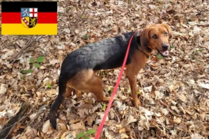 Read more about the article Crescători de Bracke polonez și căței în Saarland