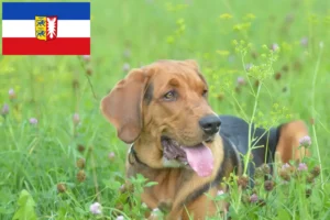 Read more about the article Crescători de Bracke polonez și căței în Schleswig-Holstein