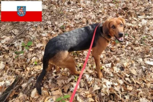 Read more about the article Crescători de Bracke polonezi și căței în Turingia