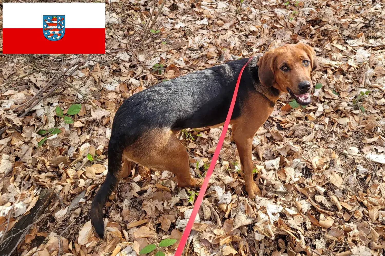 Read more about the article Crescători de Bracke polonezi și căței în Turingia