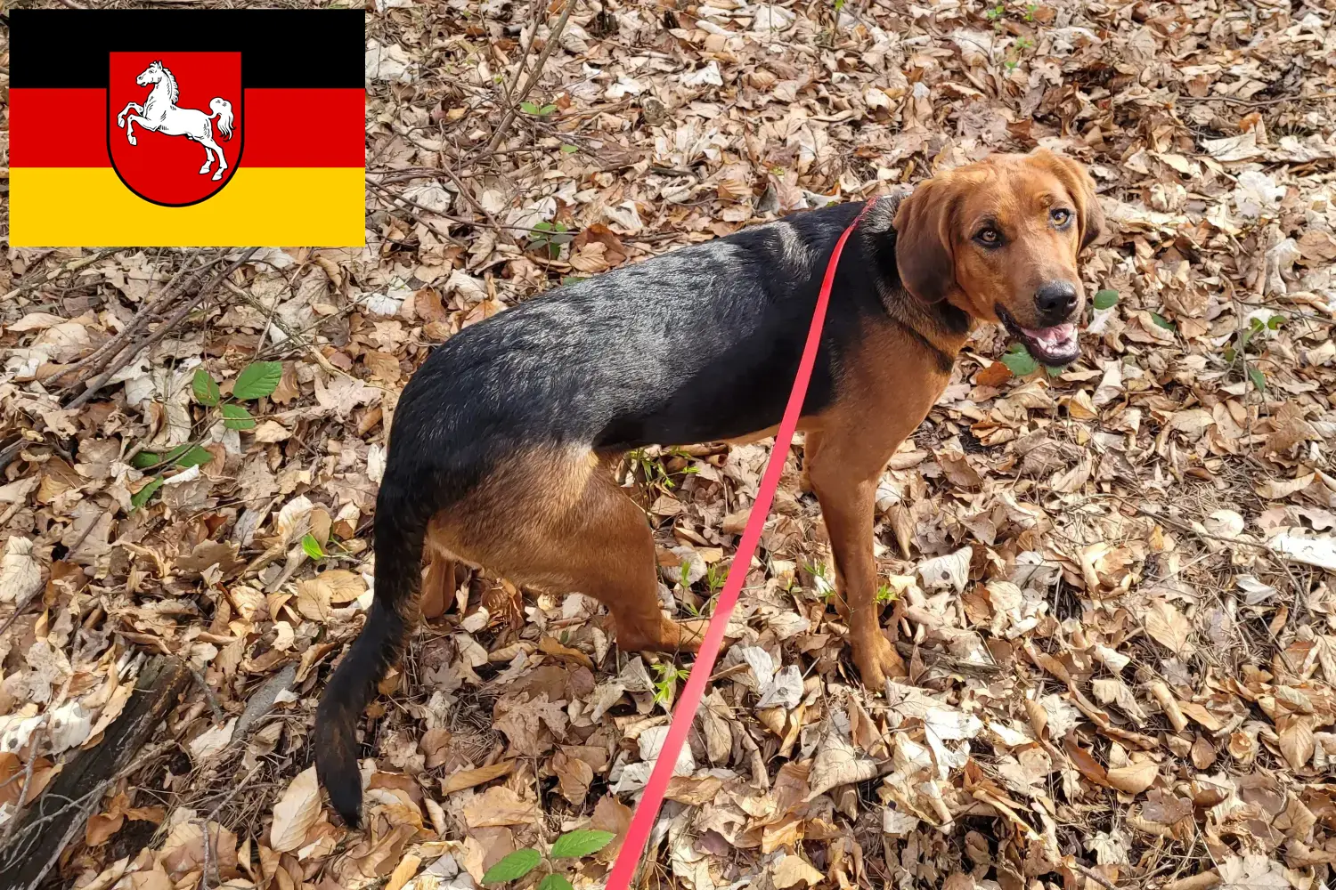 Read more about the article Crescători de Bracke polonez și căței în Saxonia Inferioară