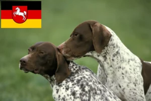 Read more about the article Braque français tip Pyrénées crescători și căței în Saxonia Inferioară