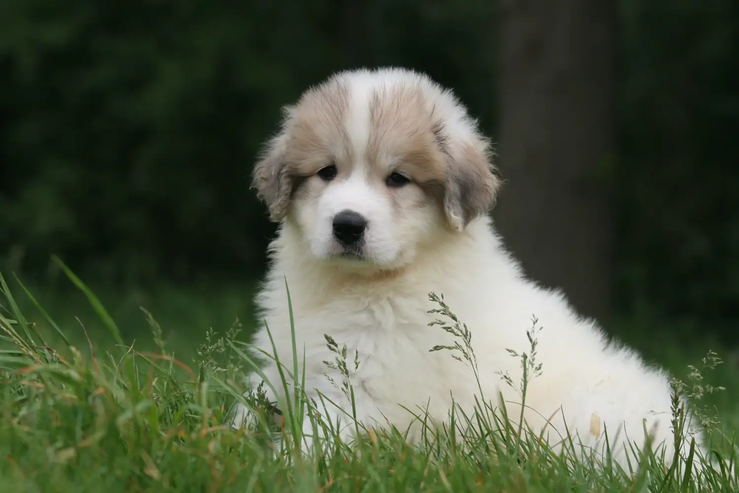 Cumpărarea unui pui de câine din rasa Pyrenean Mountain Dog înseamnă asumarea responsabilității! Cumpărați căței Pyrenean Mountain Dog.