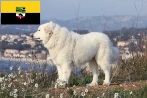 Read more about the article Câine de Munte Pirineu de Munte crescător și cățeluși în Saxonia-Anhalt