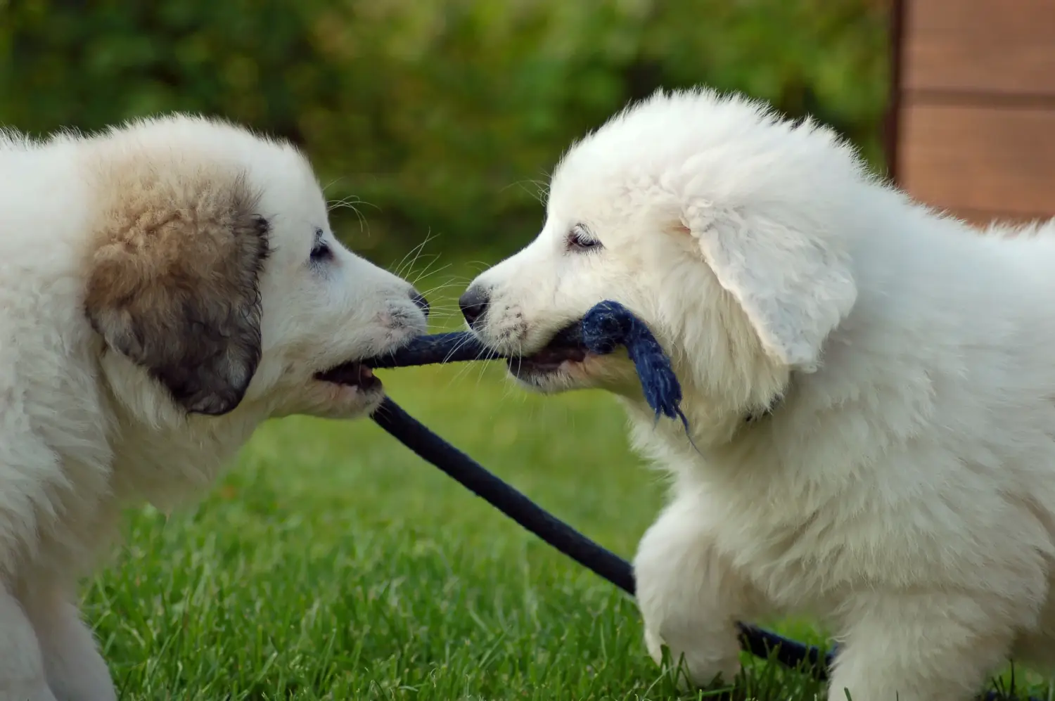 Cumpărarea unui pui de câine din rasa Pyrenean Mountain Dog înseamnă asumarea responsabilității! Cumpărați căței Pyrenean Mountain Dog.