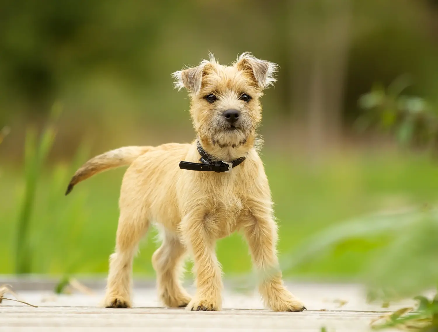 Cumpărarea unui cățel Cairn Terrier înseamnă asumarea responsabilității! Cumpara Cairn Terrier căței.