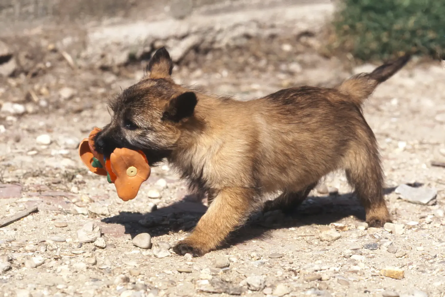 Cumpărarea unui cățel Cairn Terrier înseamnă asumarea responsabilității! Cumpara Cairn Terrier căței.