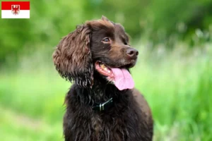 Read more about the article Field Spaniel crescători și căței în Brandenburg