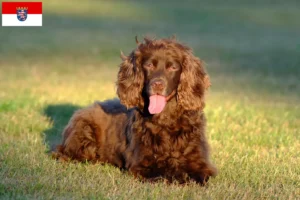 Read more about the article Field Spaniel crescători și căței în Hessen