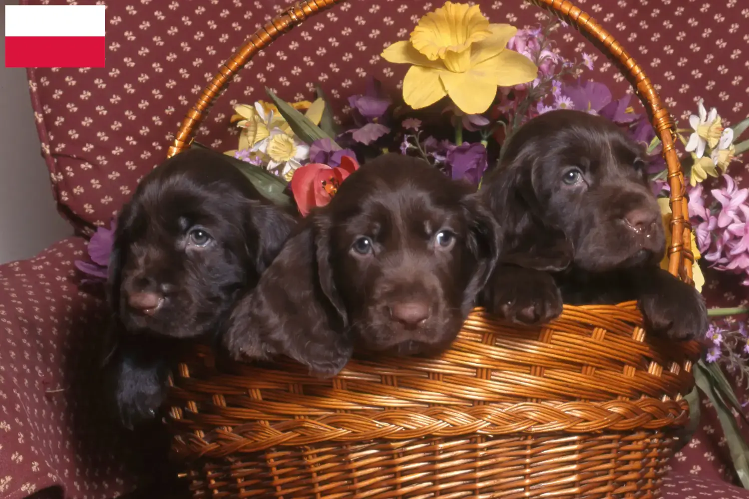 Câmpul Spaniel căței și crescători Polonia Găsiți aici crescători de Spaniel de câmp în Polonia.