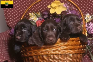 Read more about the article Field Spaniel crescători și căței în Saxonia-Anhalt