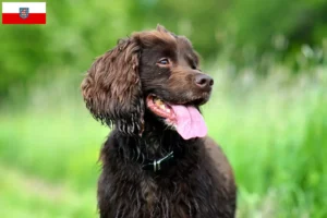 Read more about the article Field Spaniel crescători și căței în Thuringia