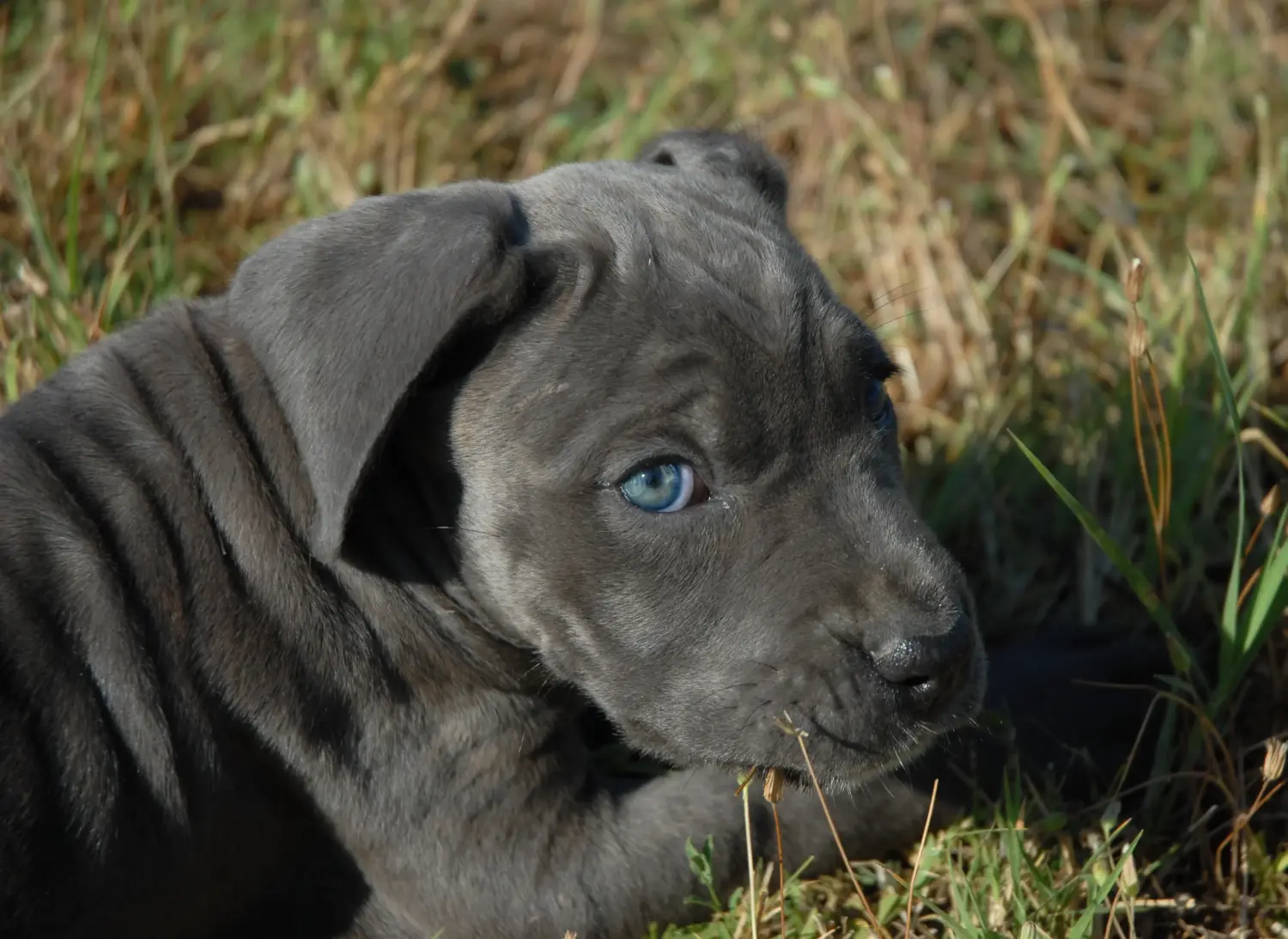 Cumpărarea unui cățel Cane Corso Italiano înseamnă asumarea responsabilității! Cumpărați cățeluși Cane Corso Italiano.