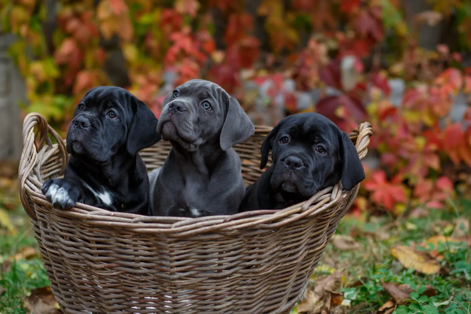 Cumpărarea unui cățel Cane Corso Italiano înseamnă asumarea responsabilității! Cumpărați cățeluși Cane Corso Italiano.