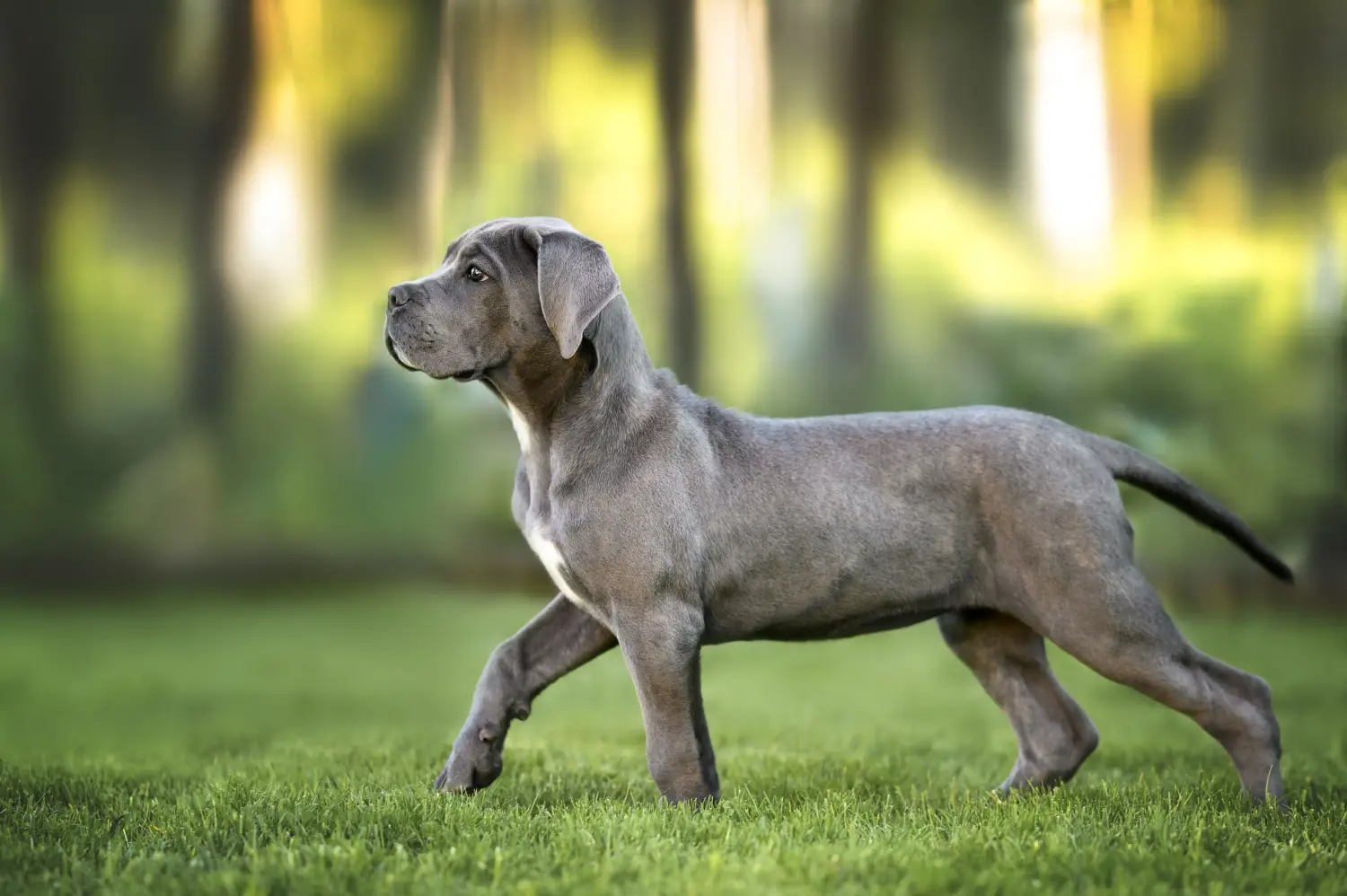 Cumpărarea unui cățel Cane Corso Italiano înseamnă asumarea responsabilității! Cumpărați cățeluși Cane Corso Italiano.