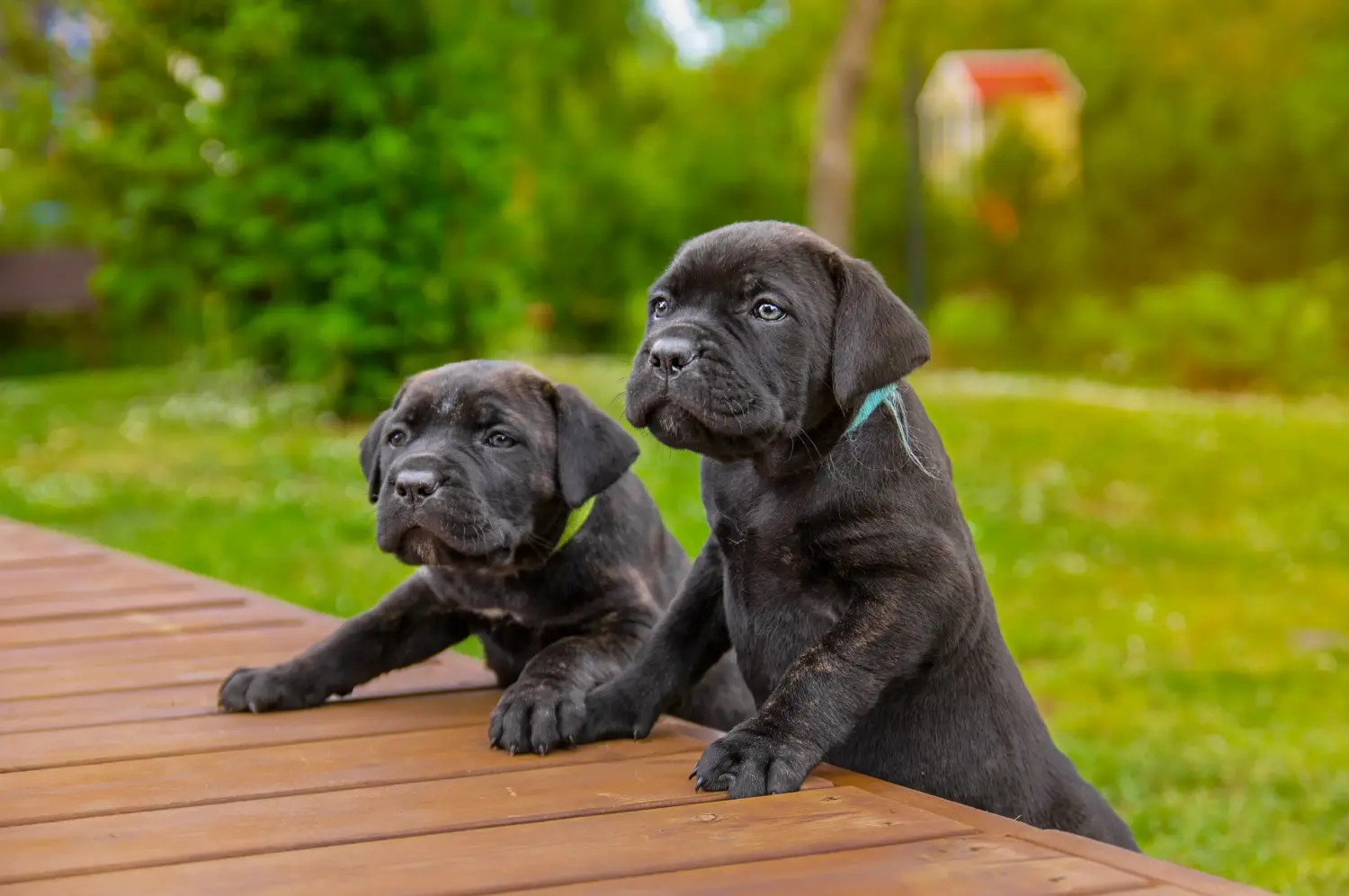 Cumpărarea unui cățel Cane Corso Italiano înseamnă asumarea responsabilității! Cumpărați cățeluși Cane Corso Italiano.
